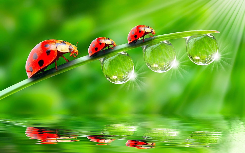 three red-and-black Ladybugs at daytime HD wallpaper